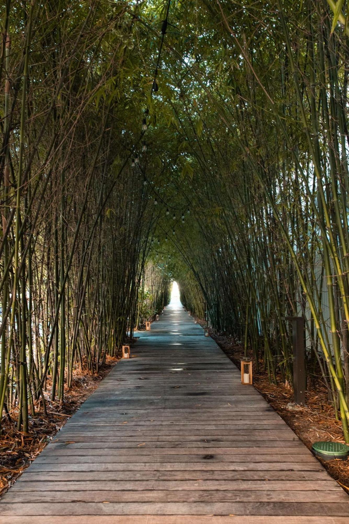 Nautilus Sonesta Маямі-Біч Екстер'єр фото Bamboo forest in China